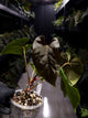 Anthurium 'Dropbear' x