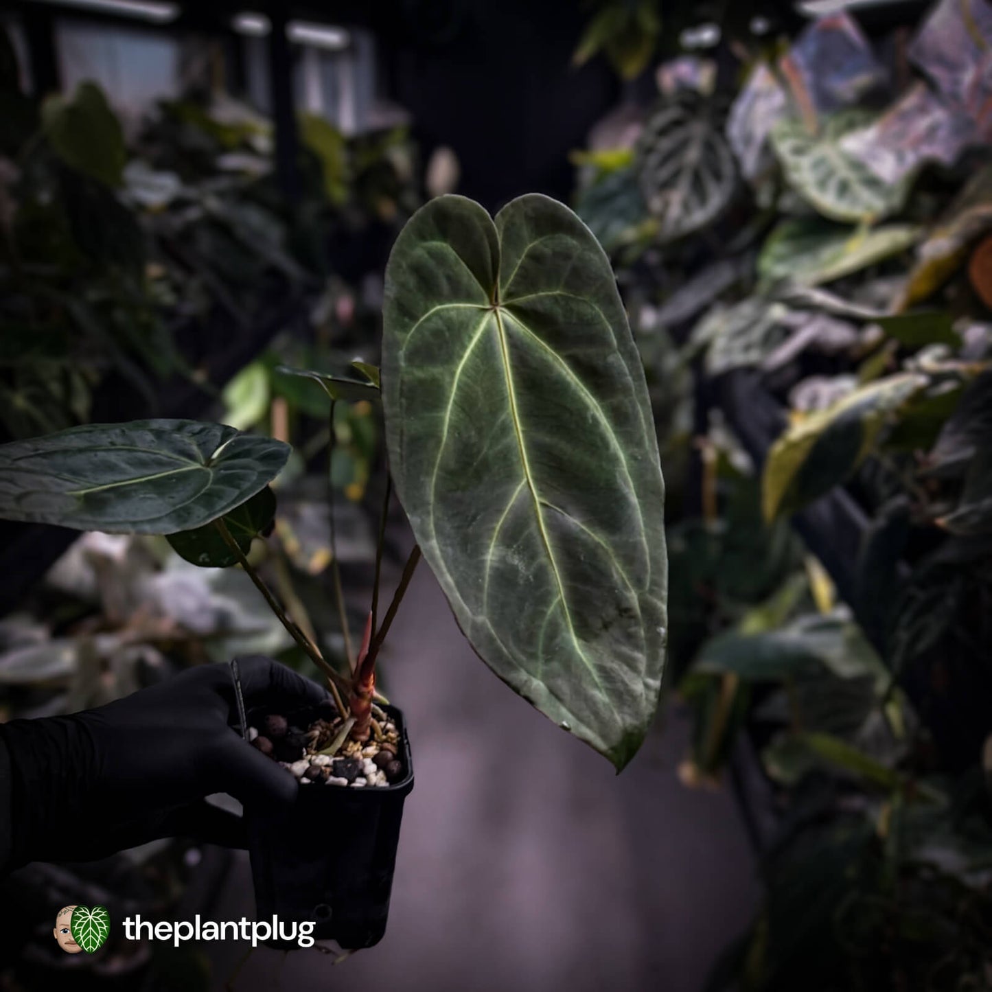 Anthurium #PurplePeopleEater 👾