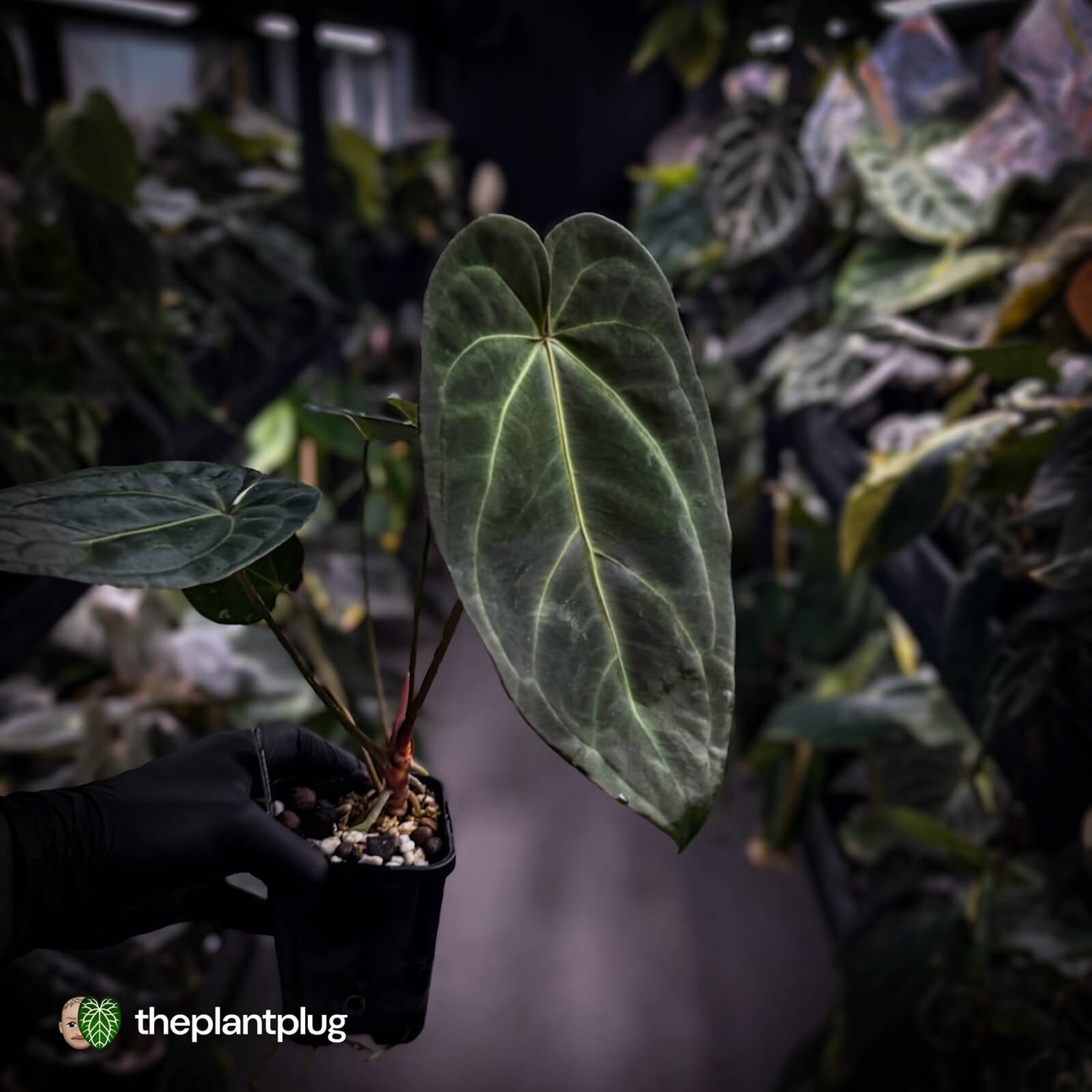 Anthurium #PurplePeopleEater 👾