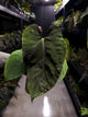 Anthurium 'Dropbear' x