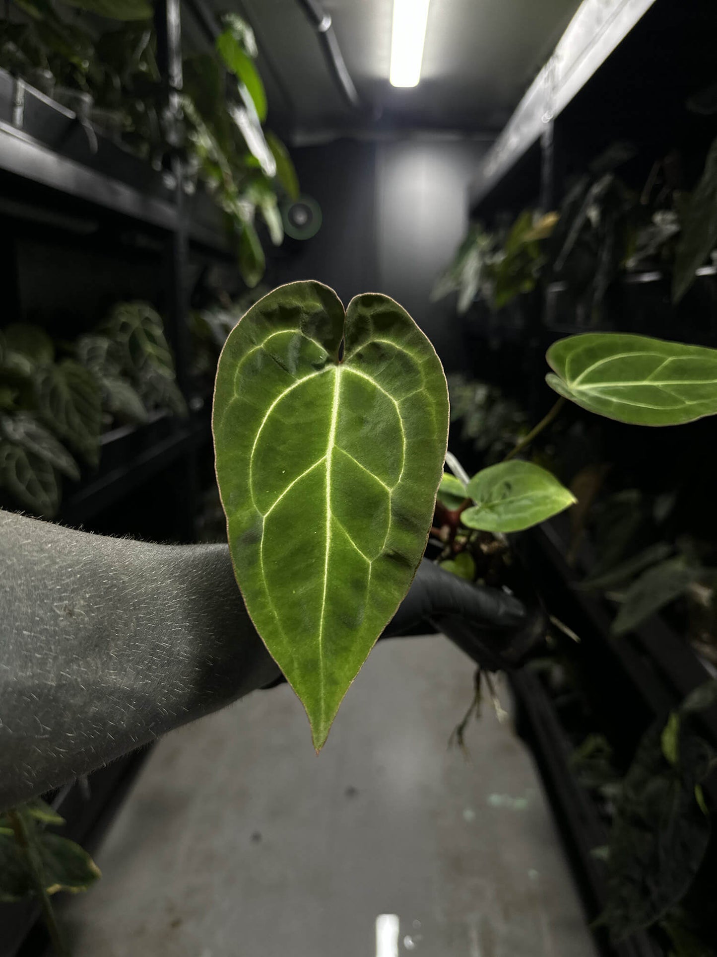 anthurium besseae green Anthurium besseae aff 'red' x heinz – The Plant Plug