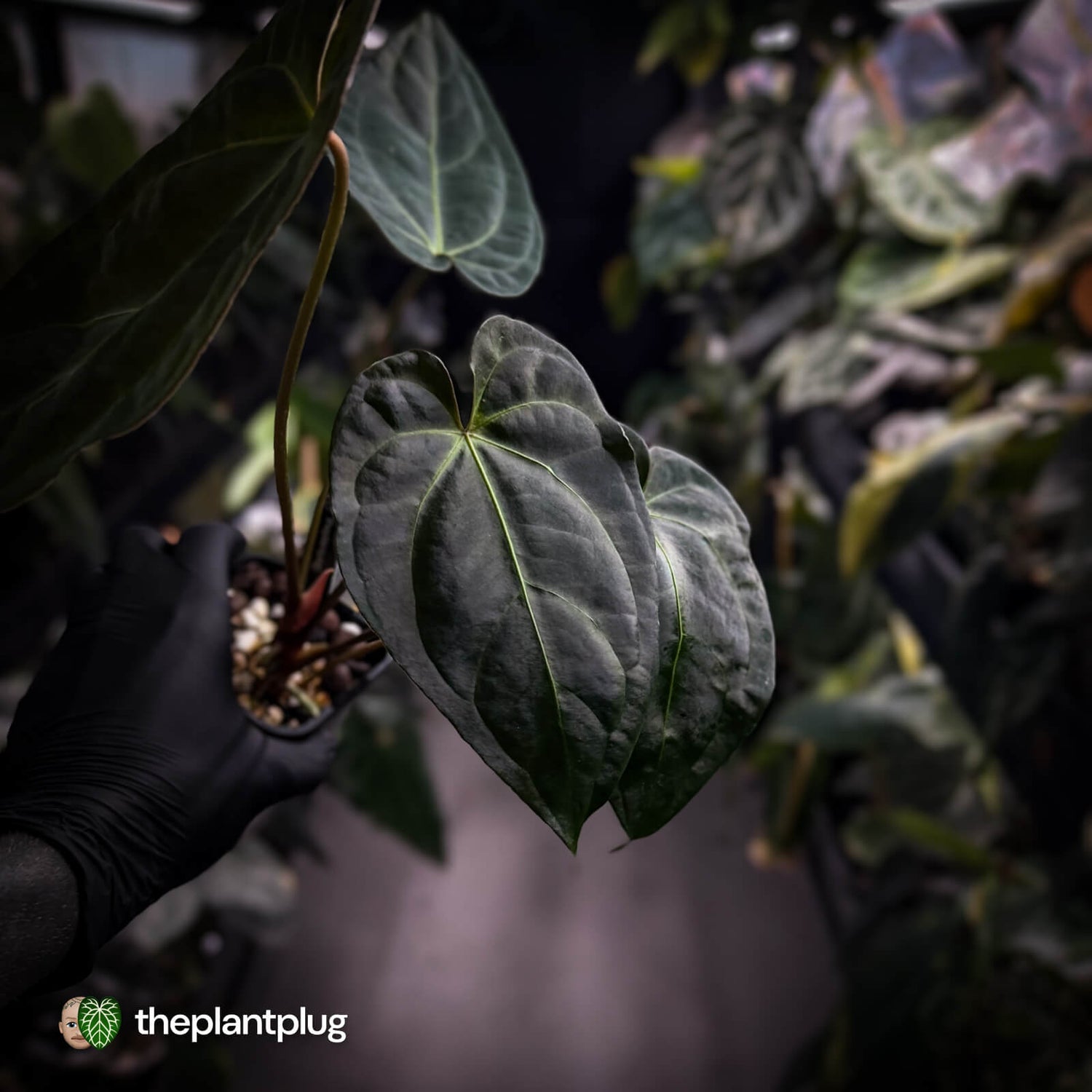 Anthurium #PurplePeopleEater 👾