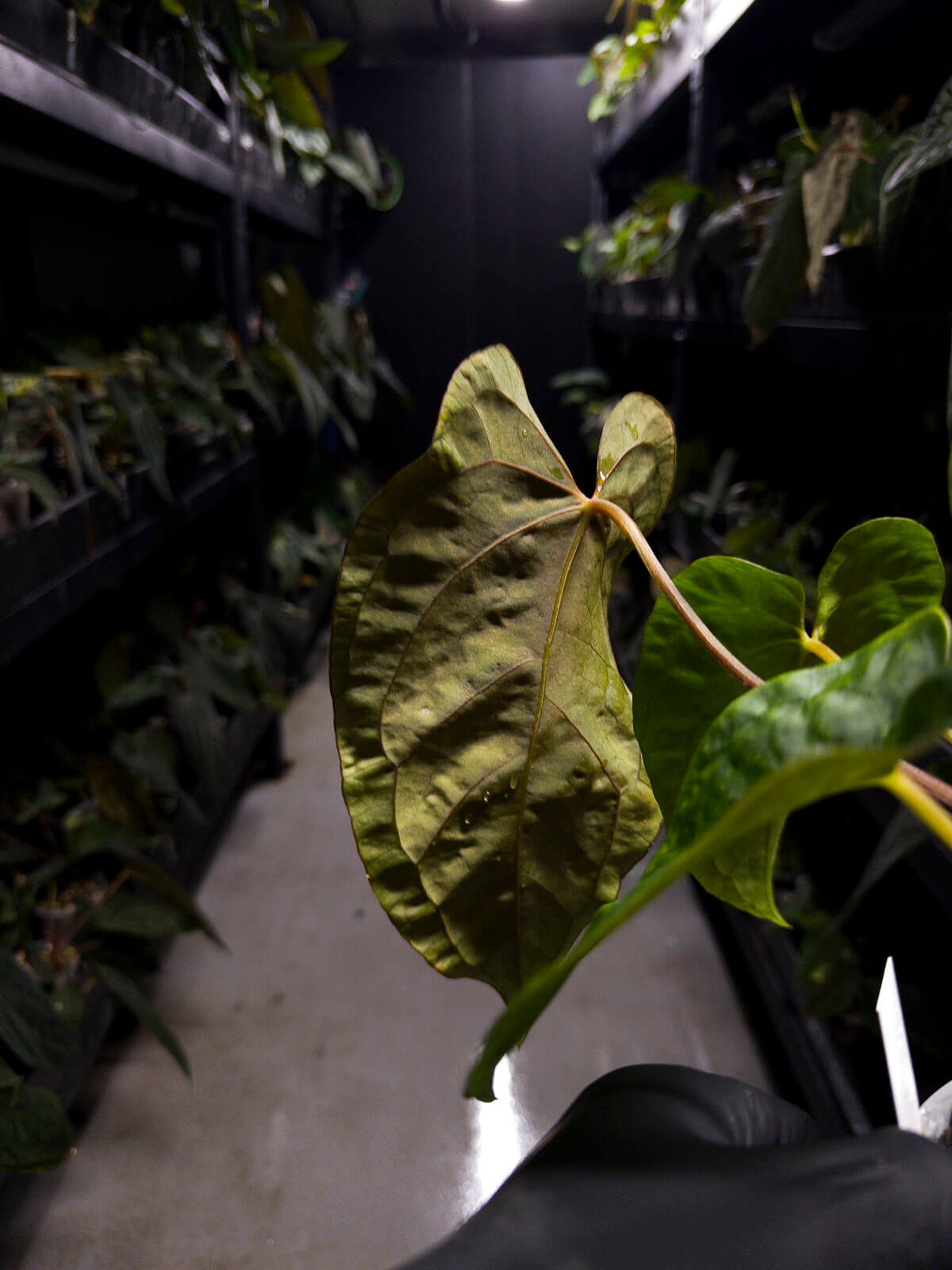 Anthurium 'Dropbear' x