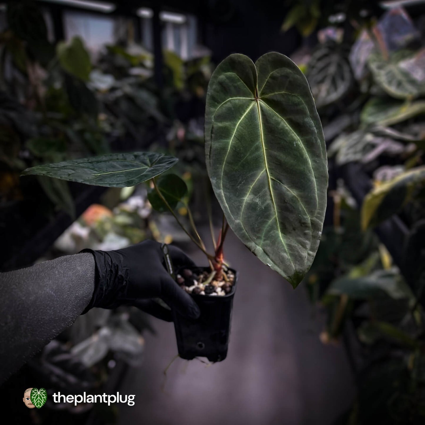 Anthurium #PurplePeopleEater 👾