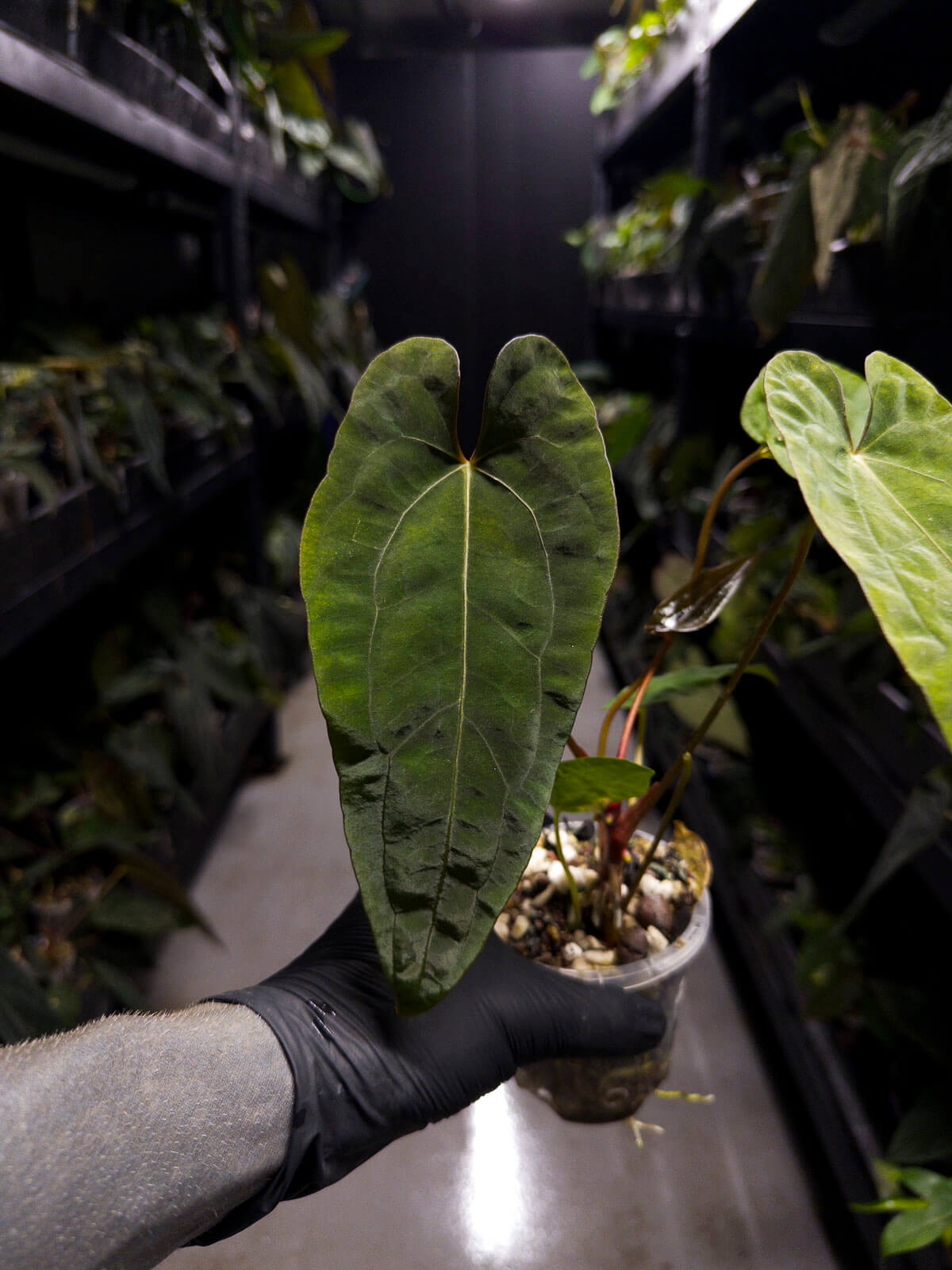 Anthurium #UluruDreams • papillilaminum x dressleri ex. JS x 'Dropbear'