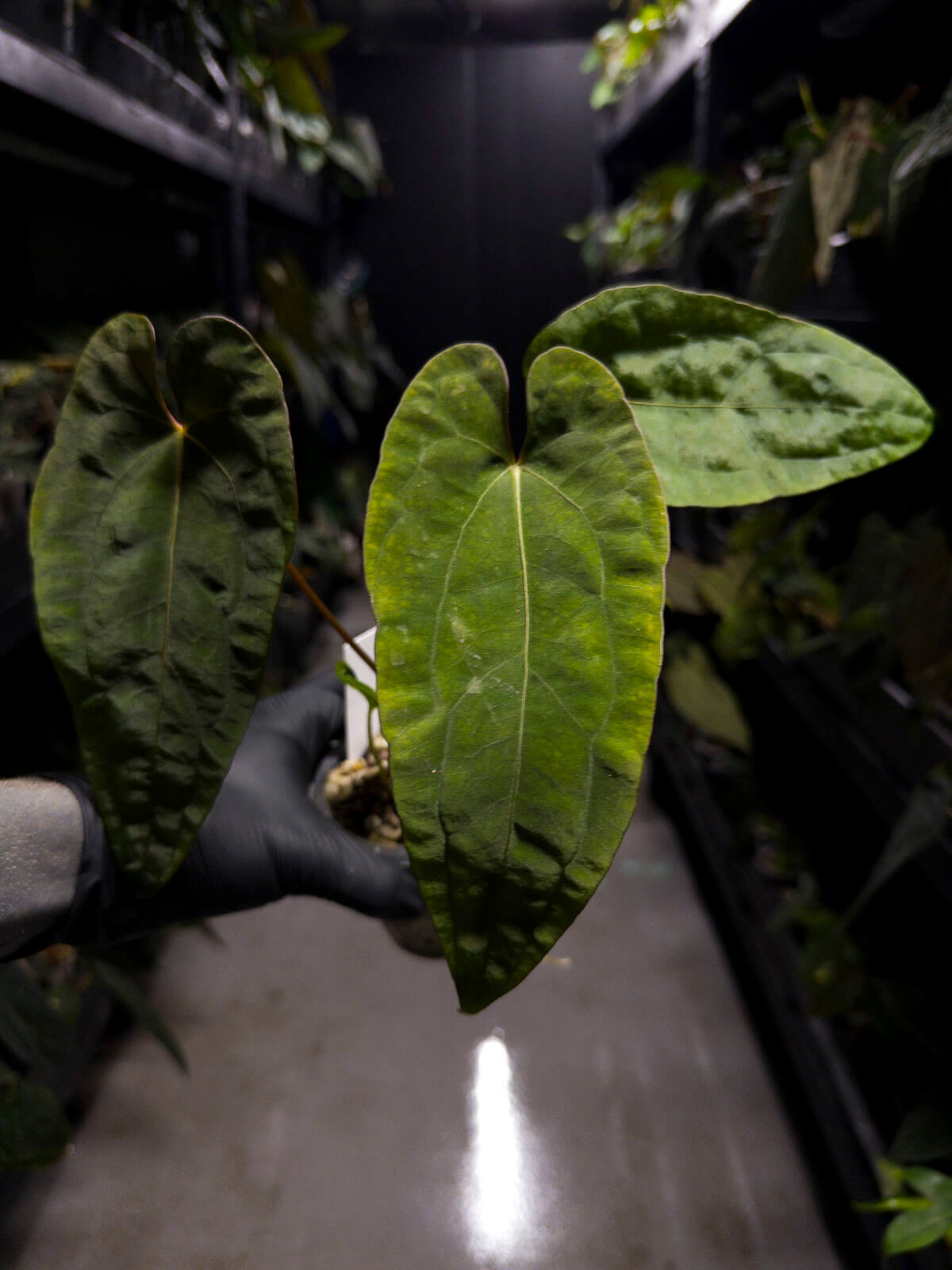 Anthurium #UluruDreams • papillilaminum x dressleri ex. JS x 'Dropbear'