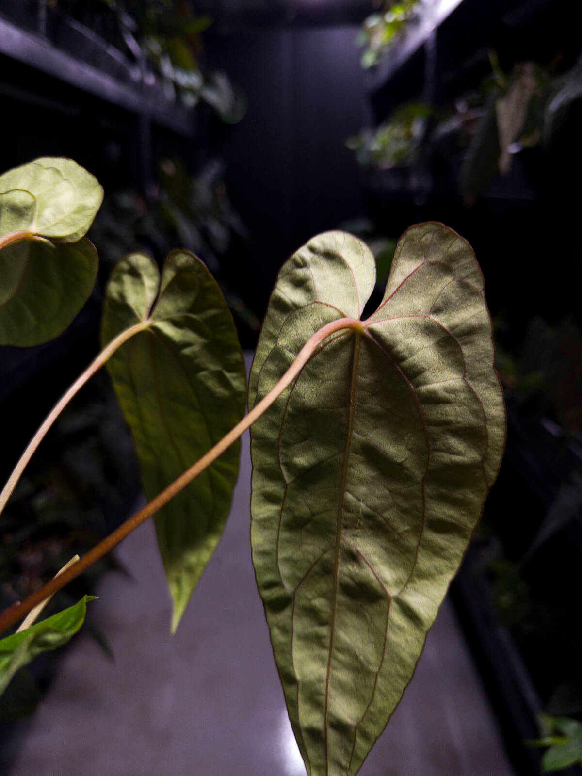 Anthurium #UluruDreams • papillilaminum x dressleri ex. JS x 'Dropbear'