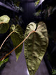 Anthurium #UluruDreams • papillilaminum x dressleri ex. JS x 'Dropbear'