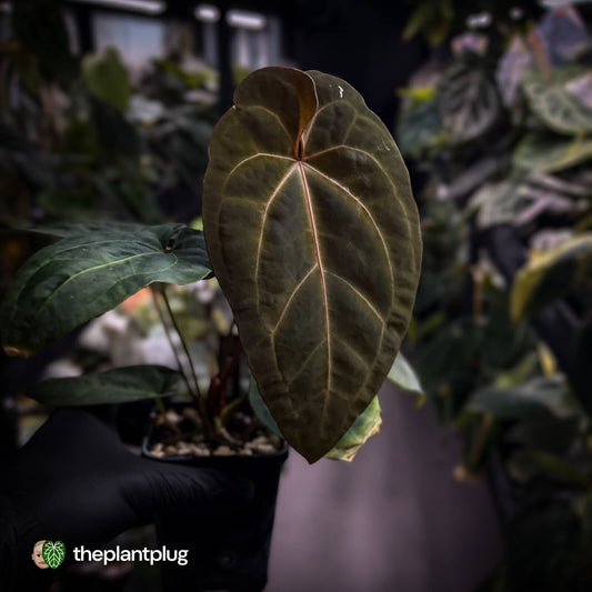 Anthurium #PurplePeopleEater 👾 • select