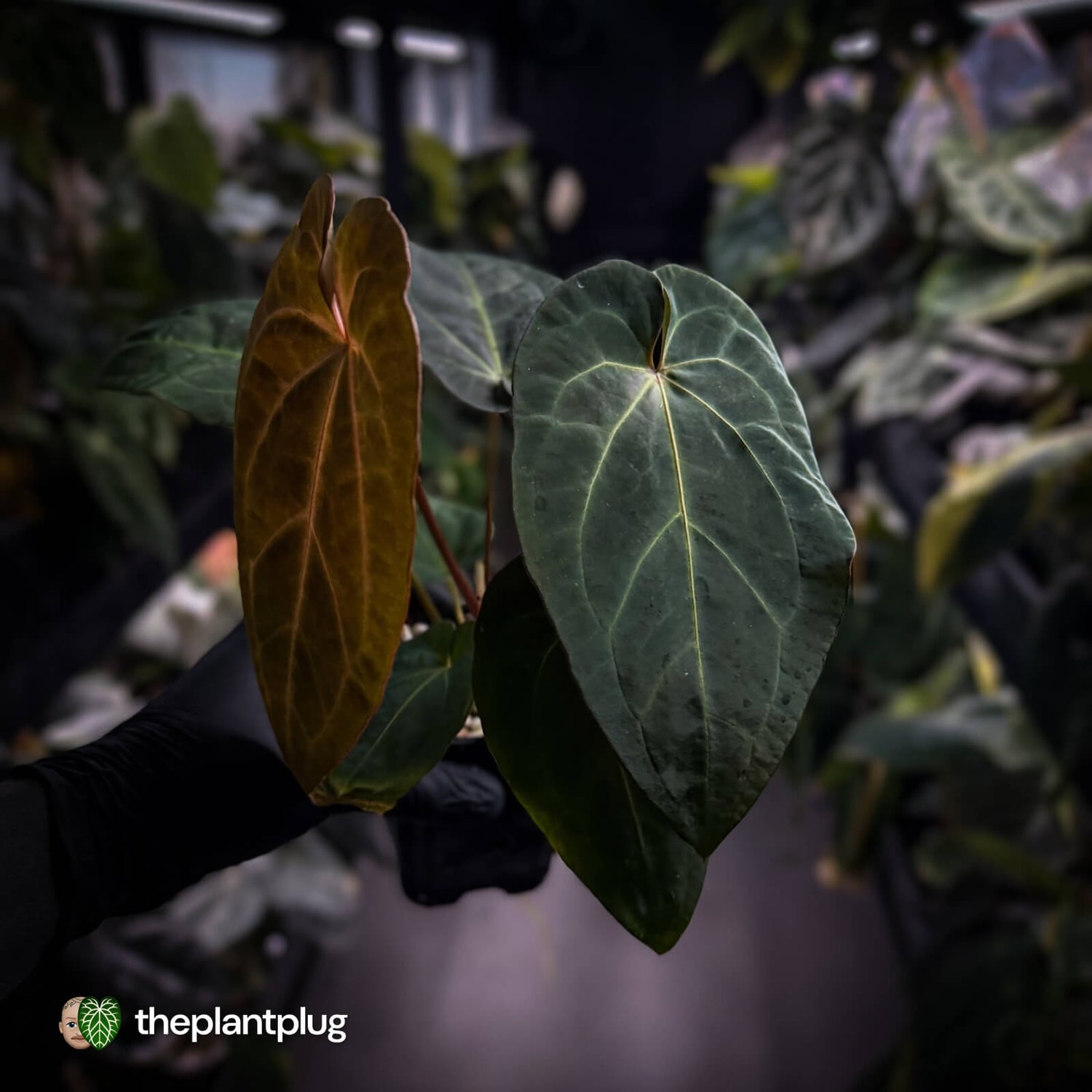 Anthurium #PurplePeopleEater 👾 • select