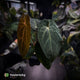 Anthurium #PurplePeopleEater 👾 • select