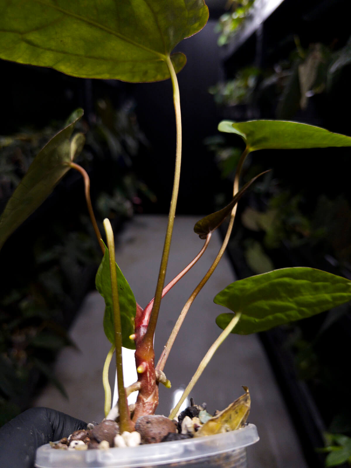 Anthurium #UluruDreams • papillilaminum x dressleri ex. JS x 'Dropbear'