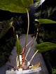 Anthurium #UluruDreams • papillilaminum x dressleri ex. JS x 'Dropbear'