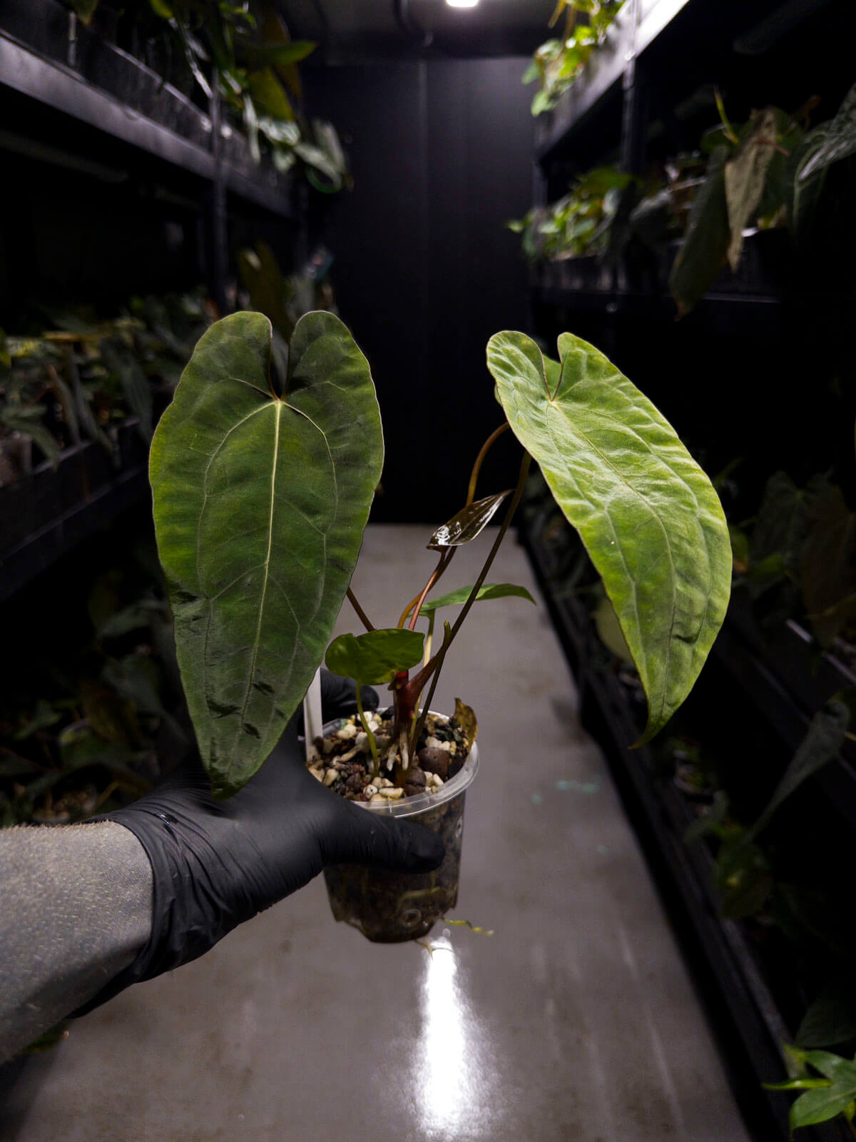 Anthurium #UluruDreams • papillilaminum x dressleri ex. JS x 'Dropbear'