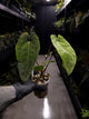 Anthurium #UluruDreams • papillilaminum x dressleri ex. JS x 'Dropbear'