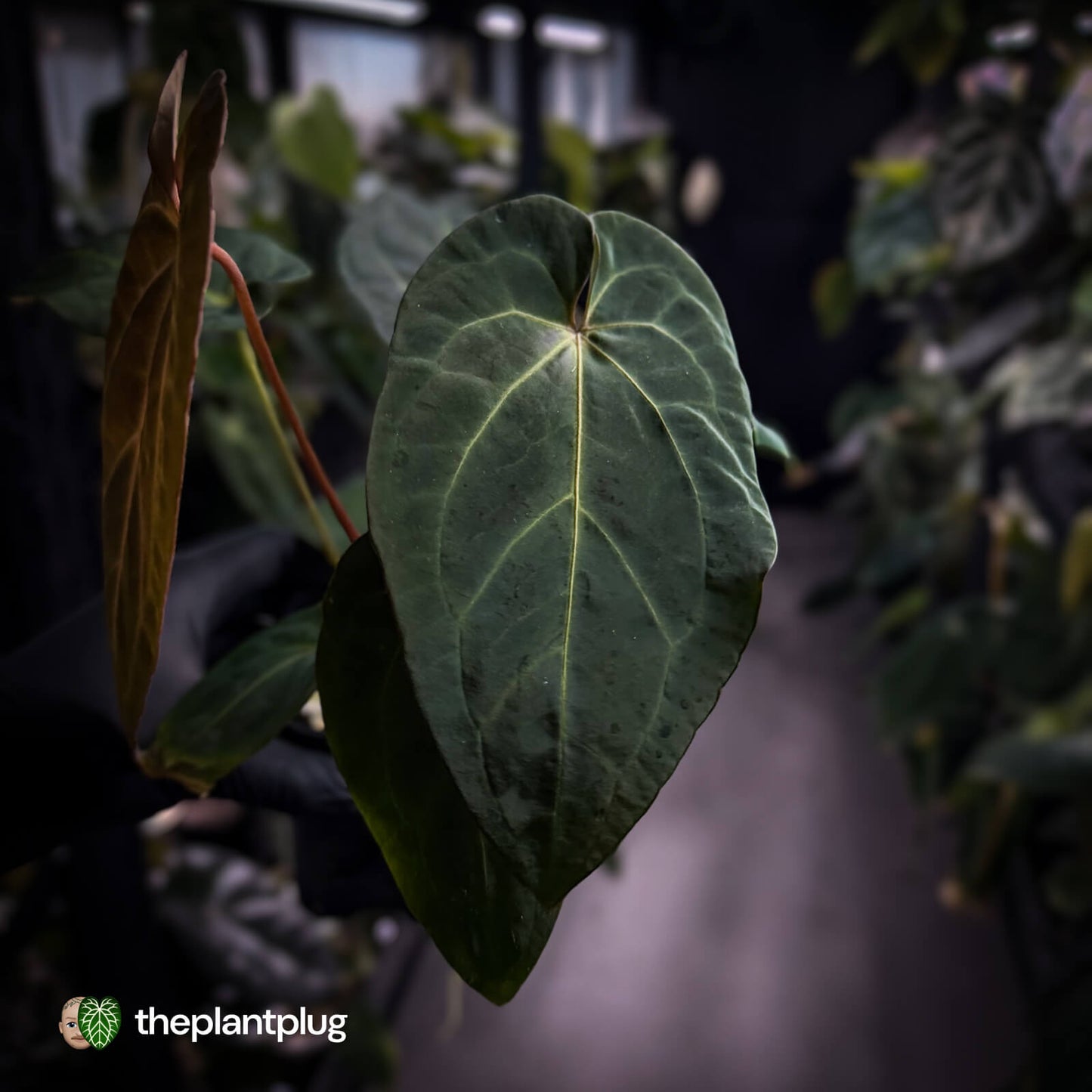 Anthurium #PurplePeopleEater 👾 • select