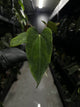 Anthurium black papillilaminum x (FSRL x FSxself)