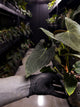 Anthurium #Asmodeus - #TwinPhoenix x (pap x dress)