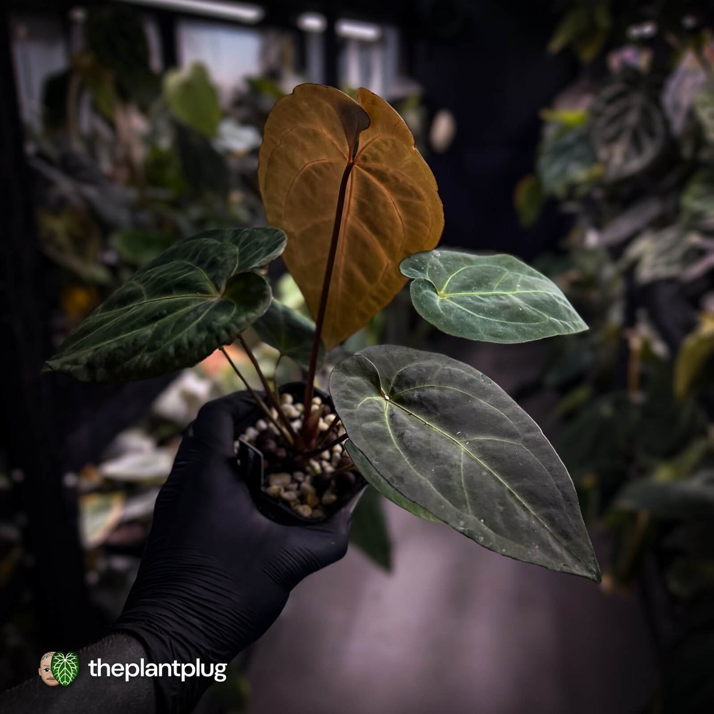Anthurium #PurplePeopleEater 👾 • select