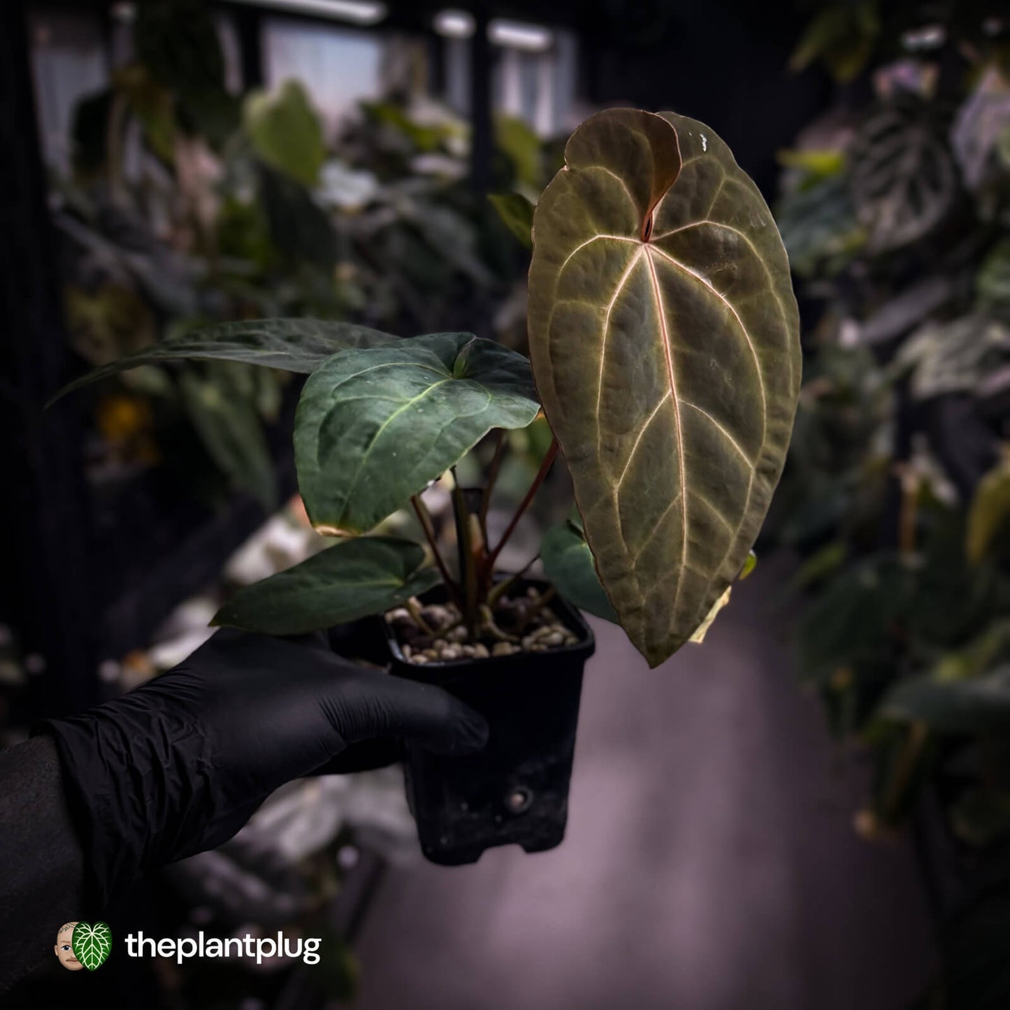 Anthurium #PurplePeopleEater 👾 • select