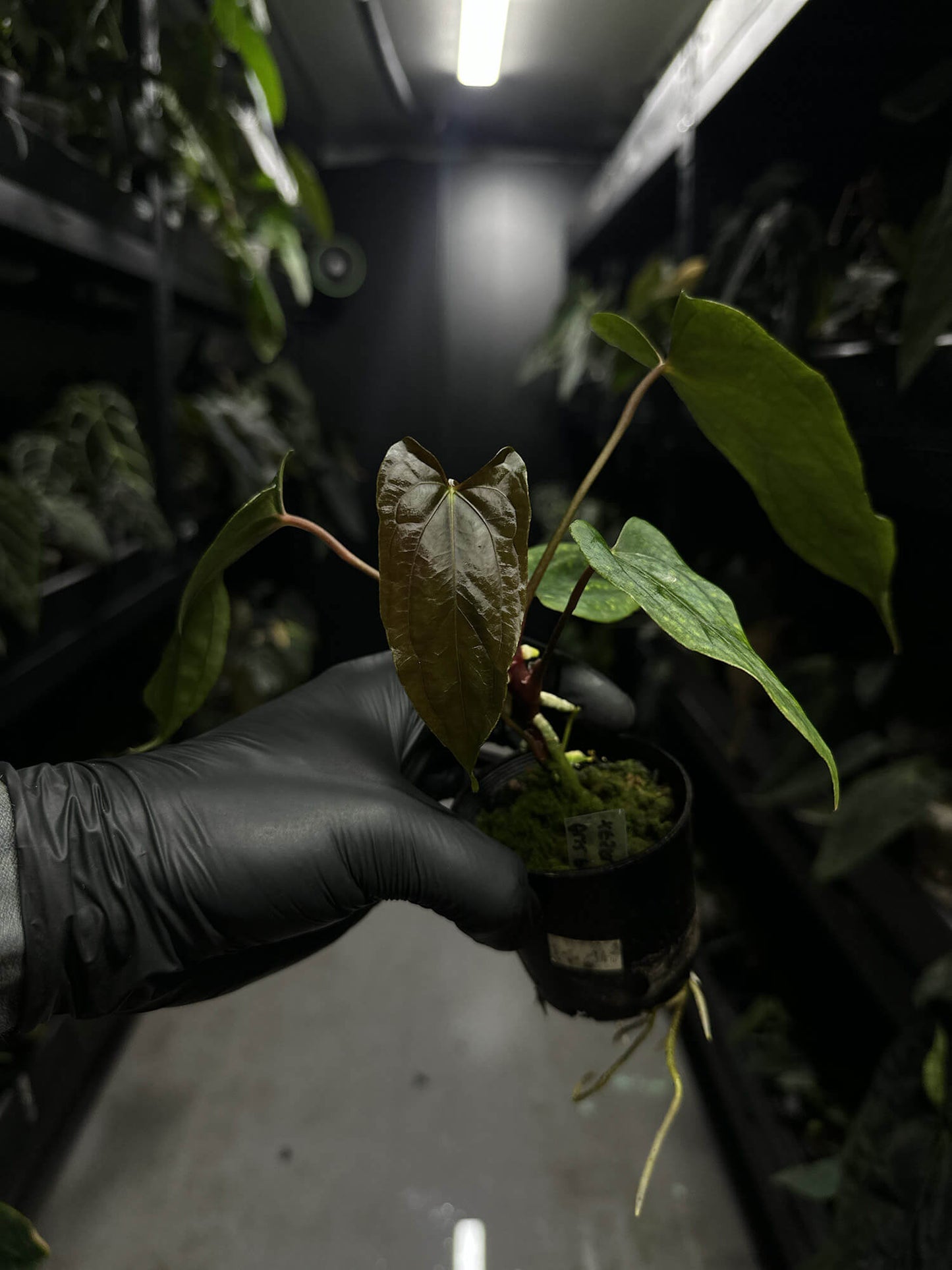 Anthurium black papillilaminum x (FSRL x FSxself)