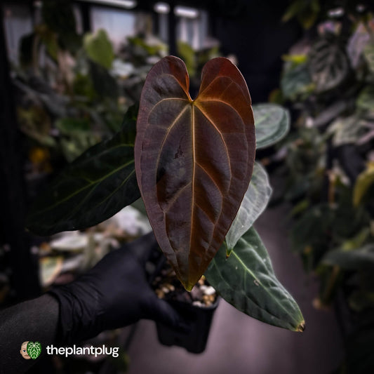 Anthurium #PurplePeopleEater 👾 • select