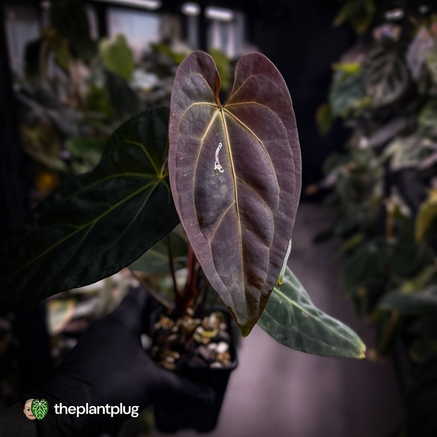 Anthurium #PurplePeopleEater 👾 • select