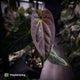 Anthurium #PurplePeopleEater 👾 • select