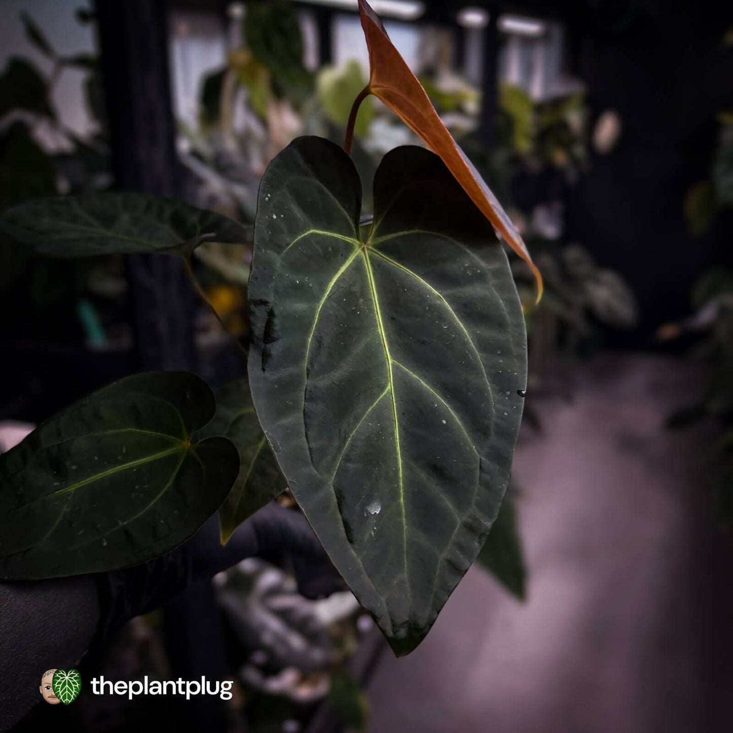 Anthurium #PurplePeopleEater 👾 • select