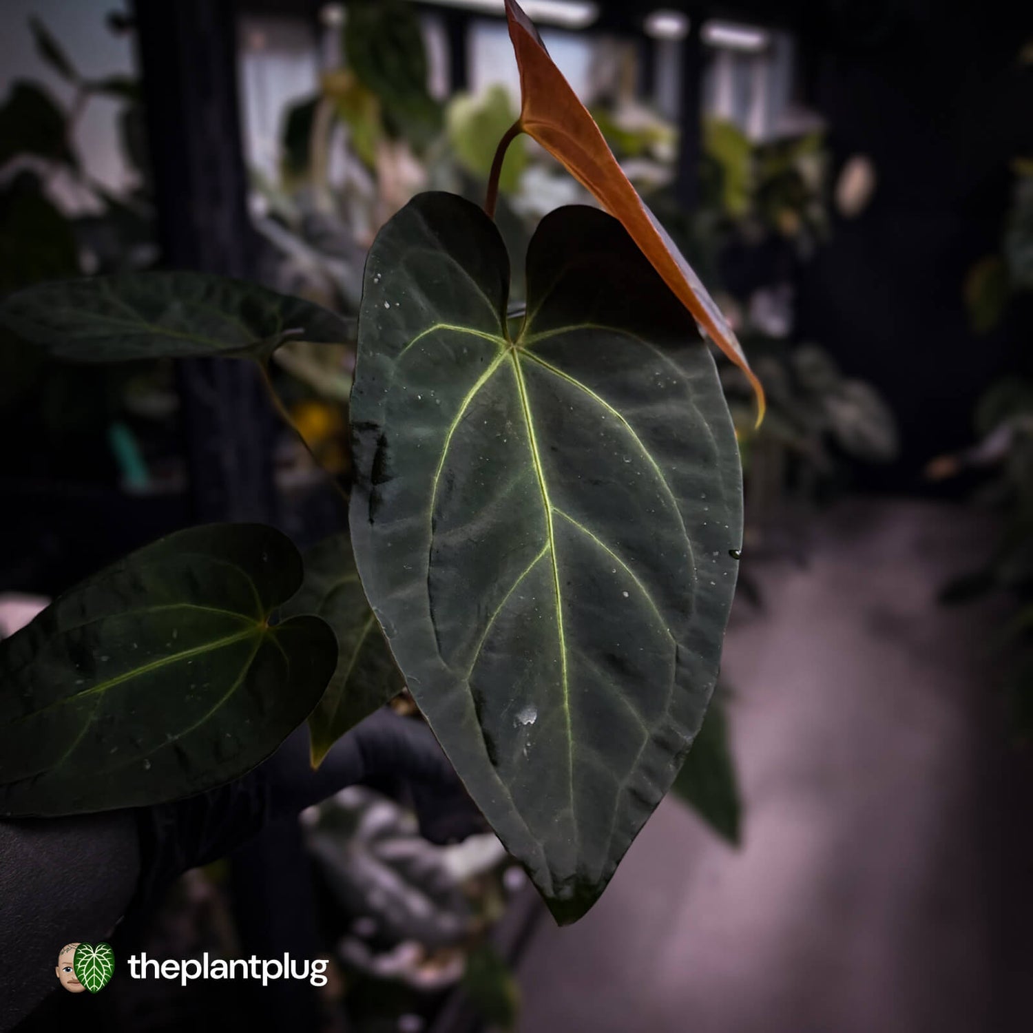 Anthurium #PurplePeopleEater 👾 • select