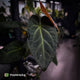 Anthurium #PurplePeopleEater 👾 • select