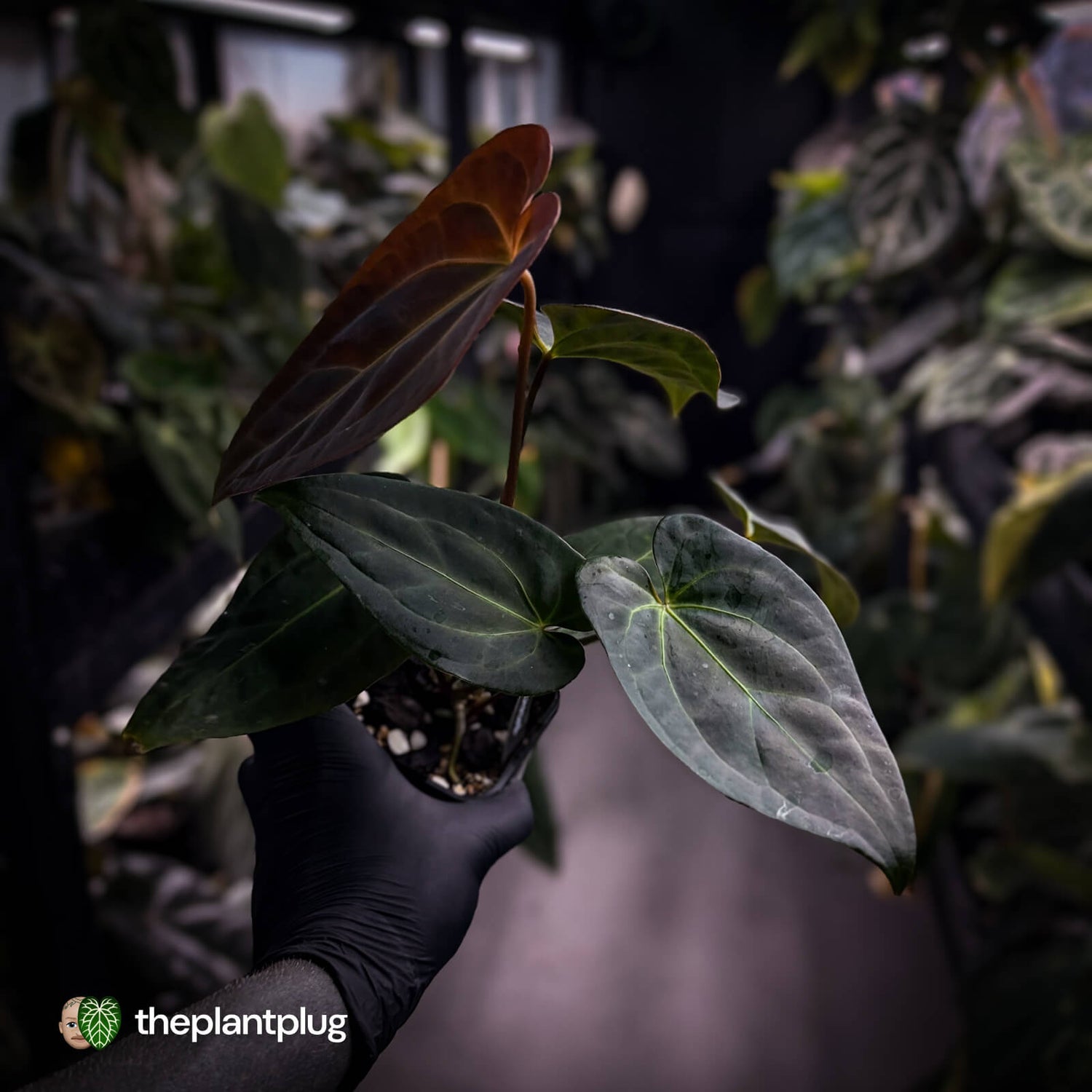 Anthurium #PurplePeopleEater 👾 • select