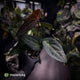 Anthurium #PurplePeopleEater 👾 • select