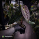 Anthurium #PurplePeopleEater 👾 • select