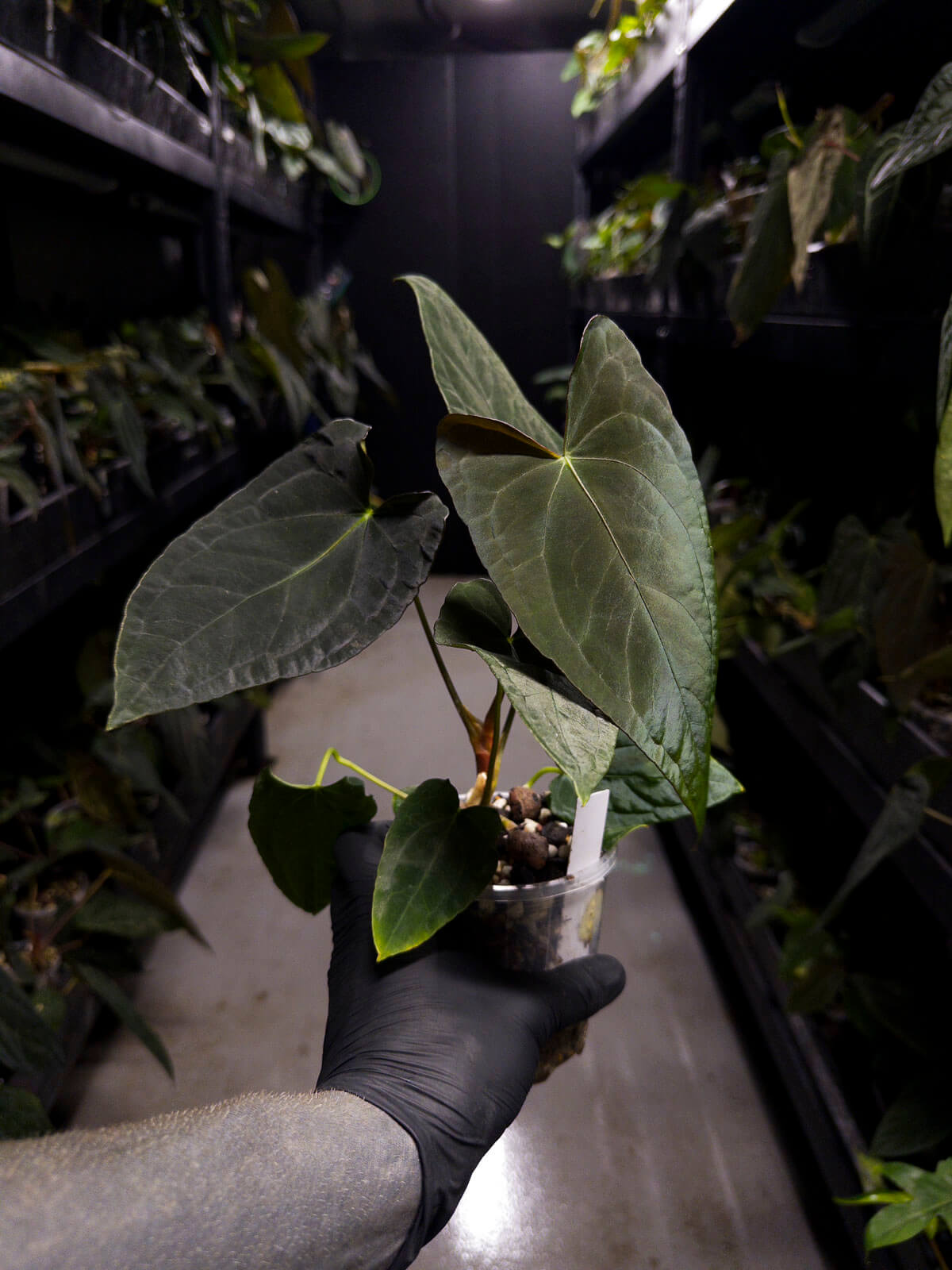 Anthurium #Asmodeus - #TwinPhoenix x (pap x dress)