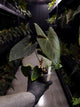 Anthurium #Asmodeus - #TwinPhoenix x (pap x dress)