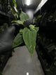 Anthurium papillilaminum fsrl x fs self s1