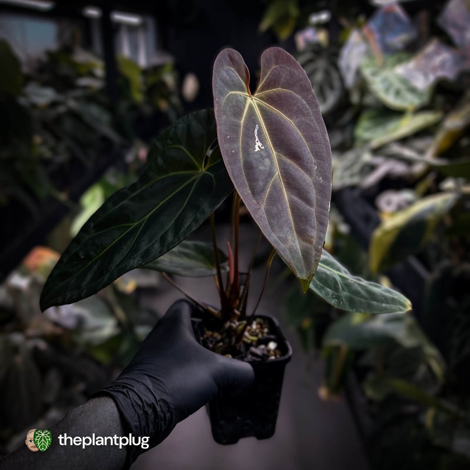 Anthurium #PurplePeopleEater 👾 • select