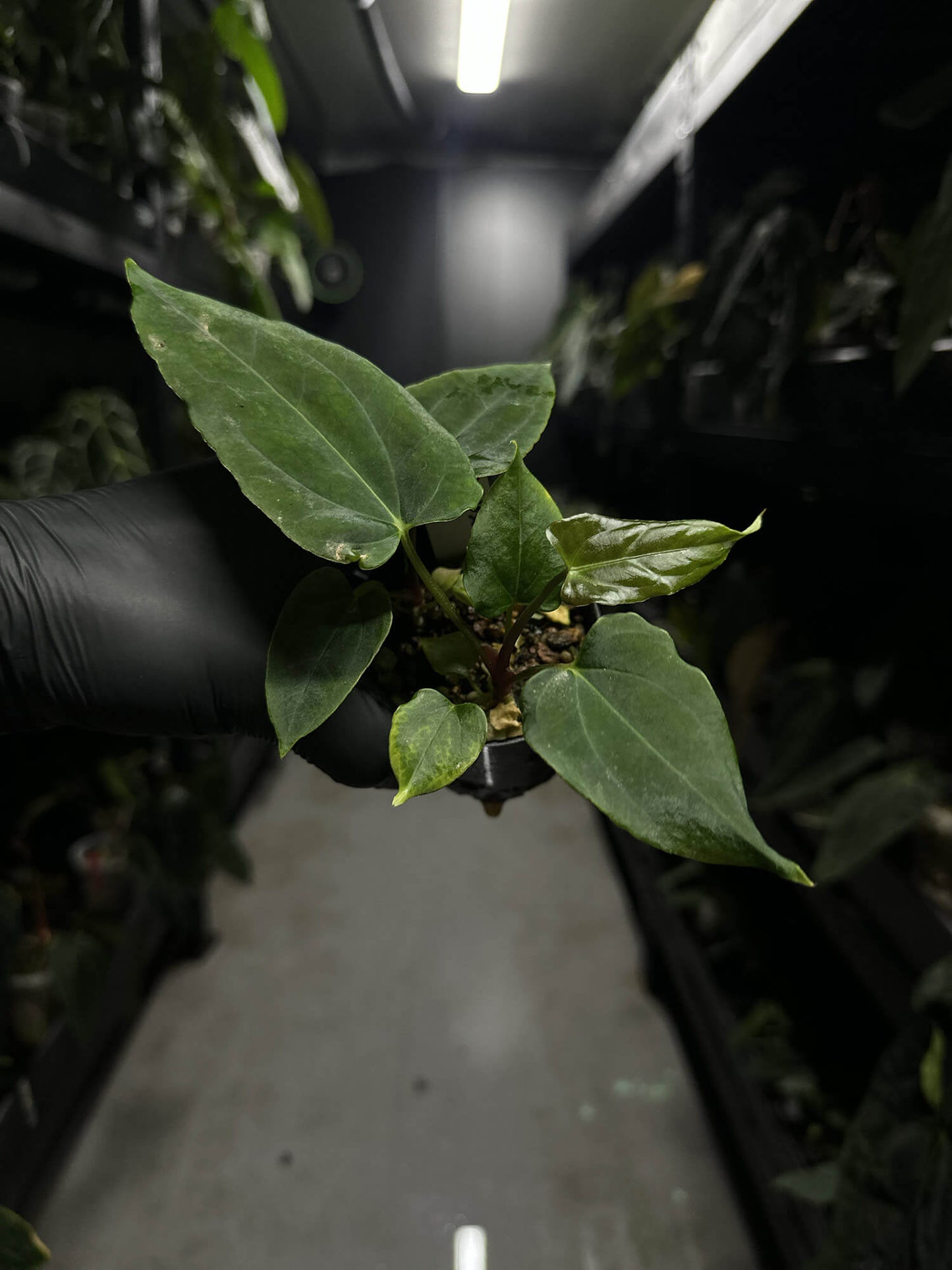 Anthurium papillilaminum fsrl x fs self s1