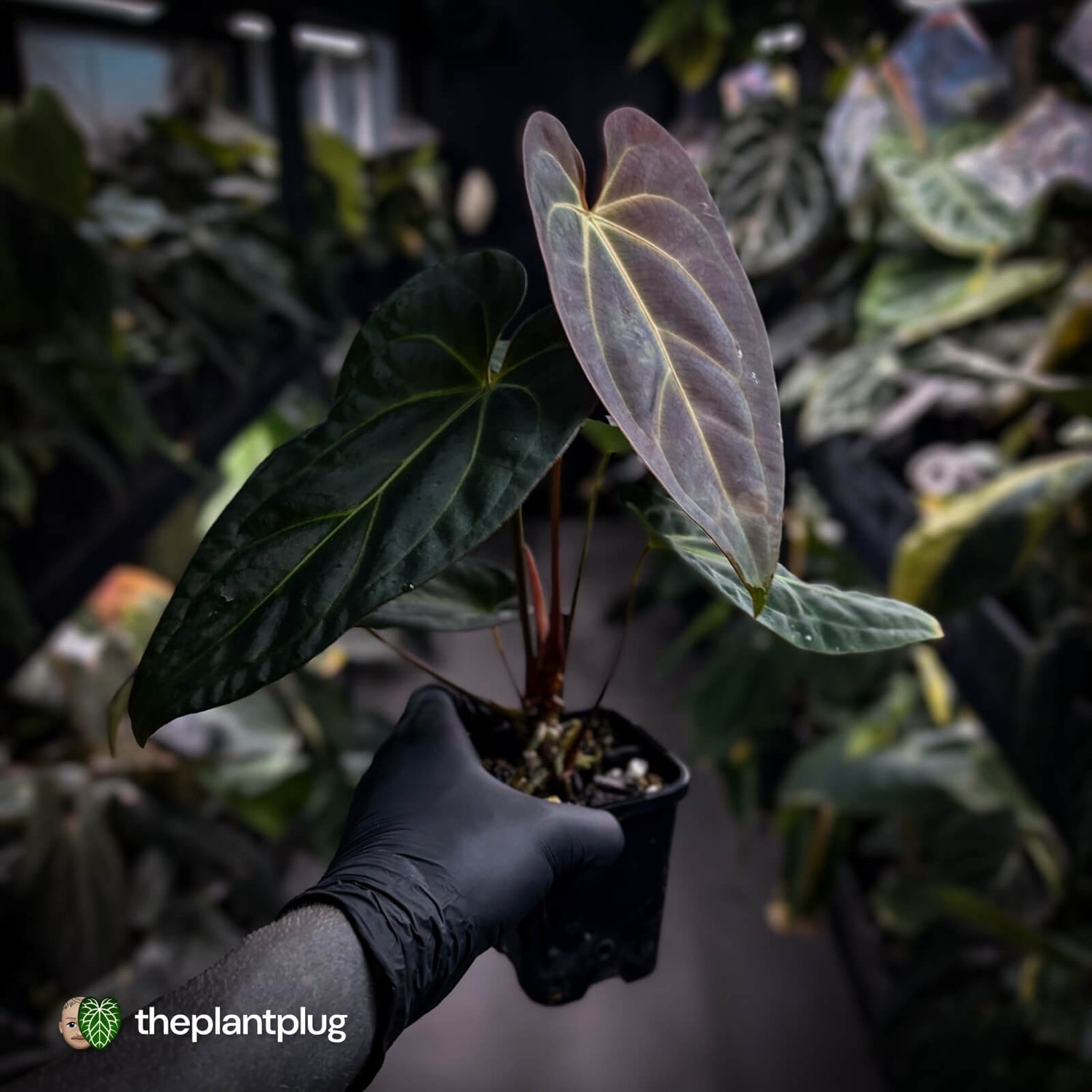 Anthurium #PurplePeopleEater 👾 • select