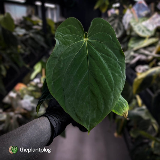 Anthurium kunayalense x antolakii / 'BVEP'