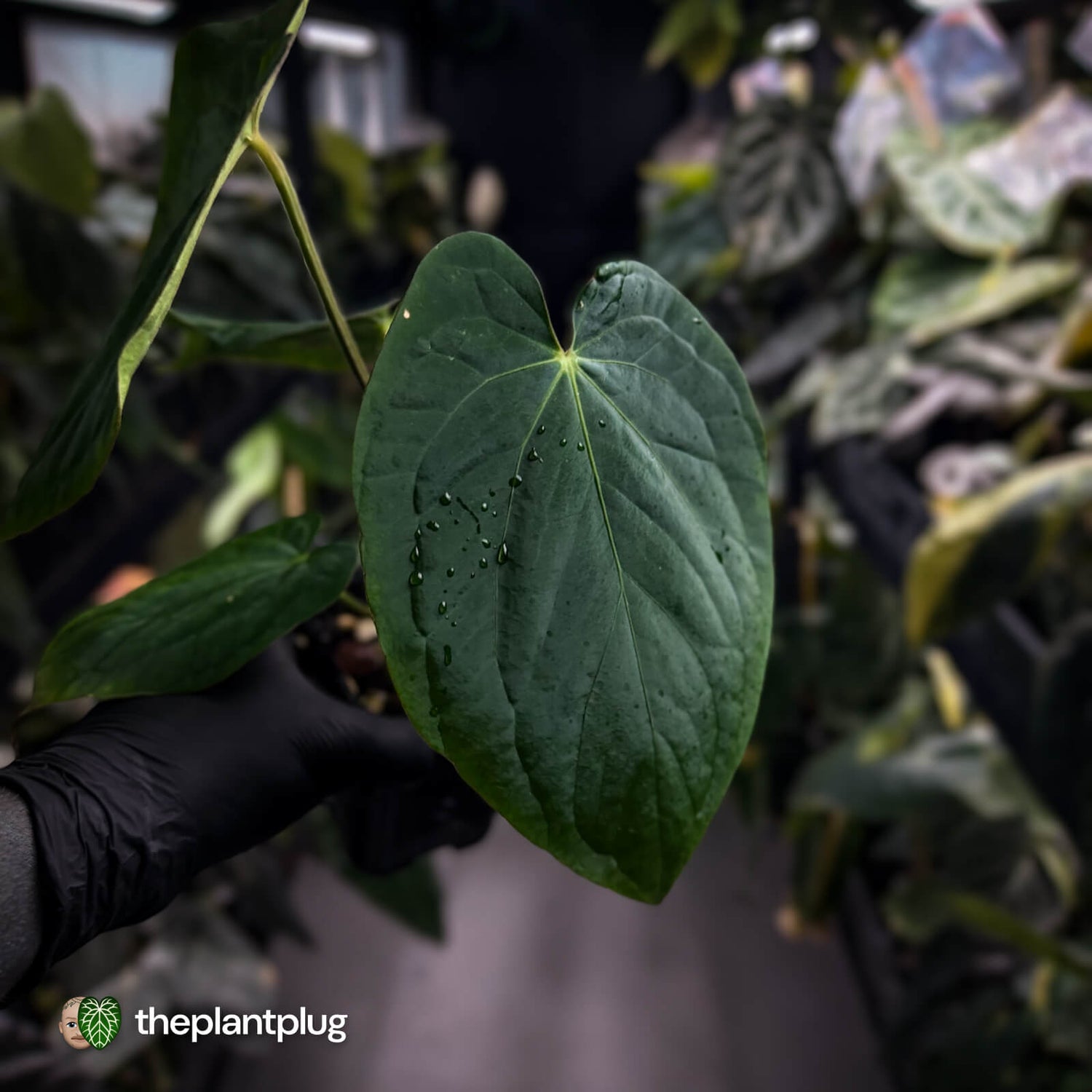 Anthurium kunayalense x antolakii / 'BVEP'