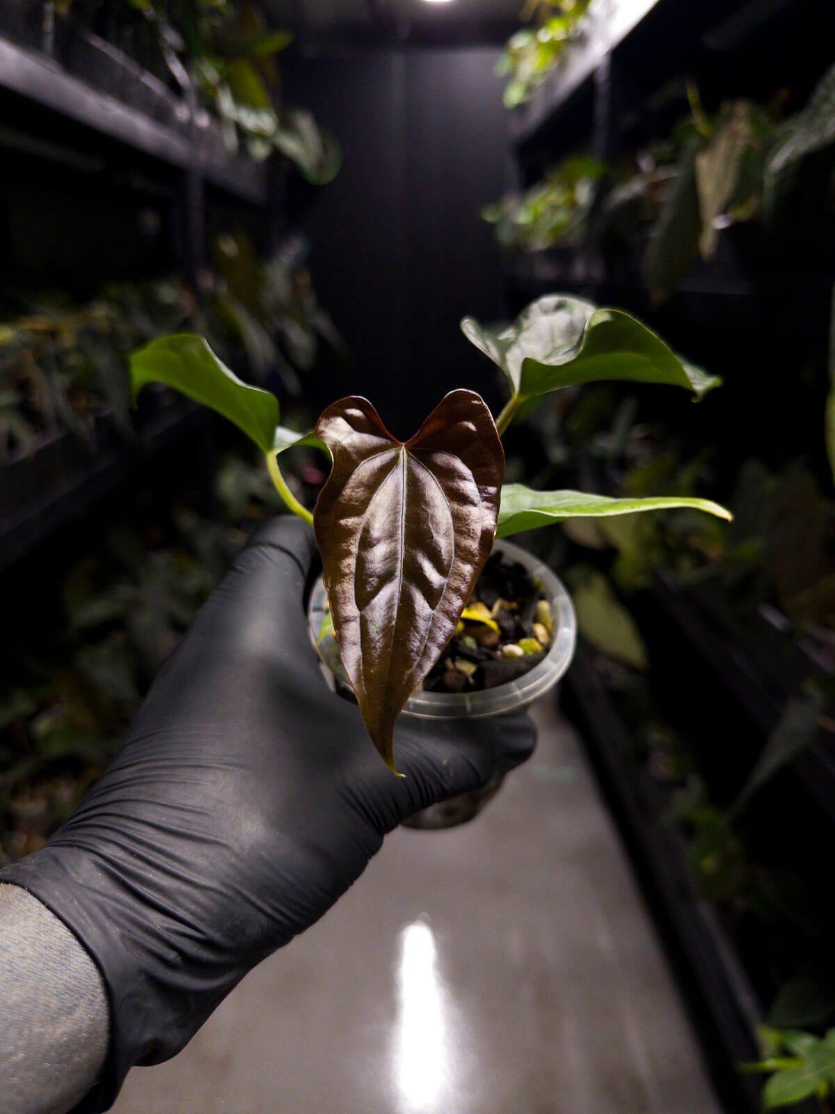 Anthurium #Messiah • luxurians x papillilaminum • gorgeous emergent