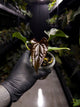 Anthurium #Messiah • luxurians x papillilaminum • gorgeous emergent