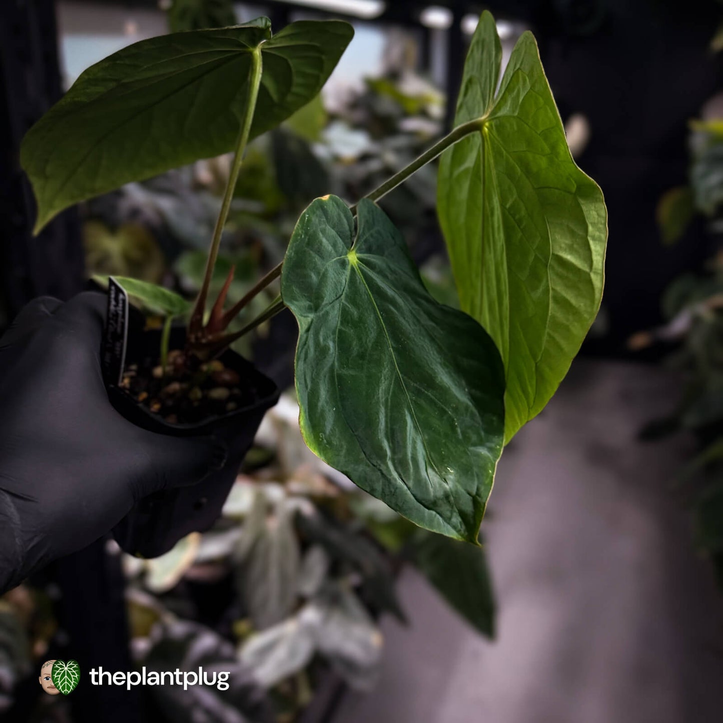 Anthurium kunayalense x antolakii / 'BVEP'