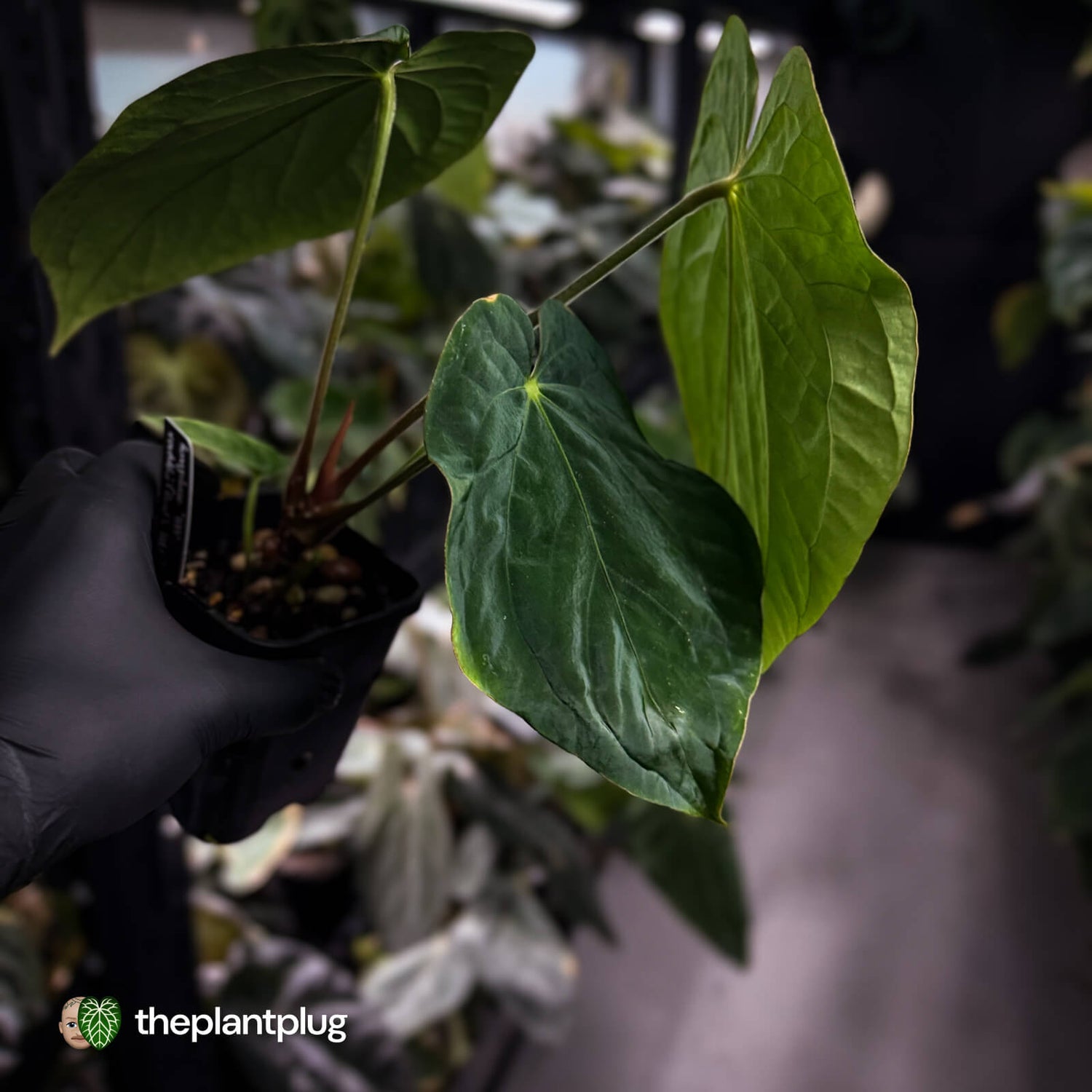 Anthurium kunayalense x antolakii / 'BVEP'