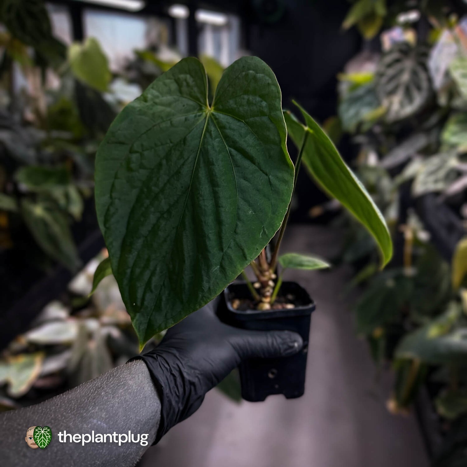 Anthurium kunayalense x antolakii / 'BVEP'