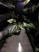 Anthurium #Messiah • luxurians x papillilaminum • gorgeous emergent