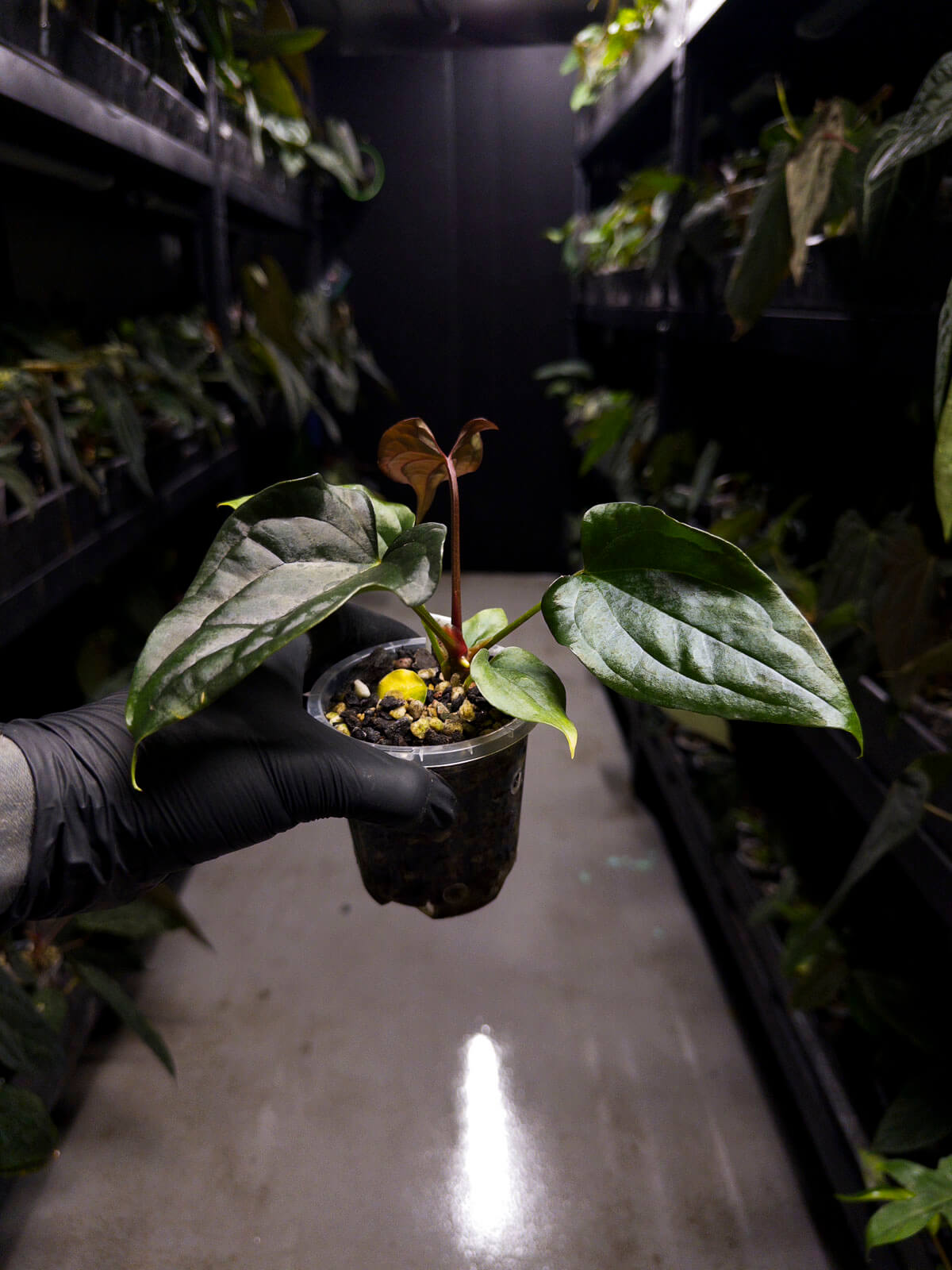 Anthurium #Messiah • luxurians x papillilaminum • gorgeous emergent