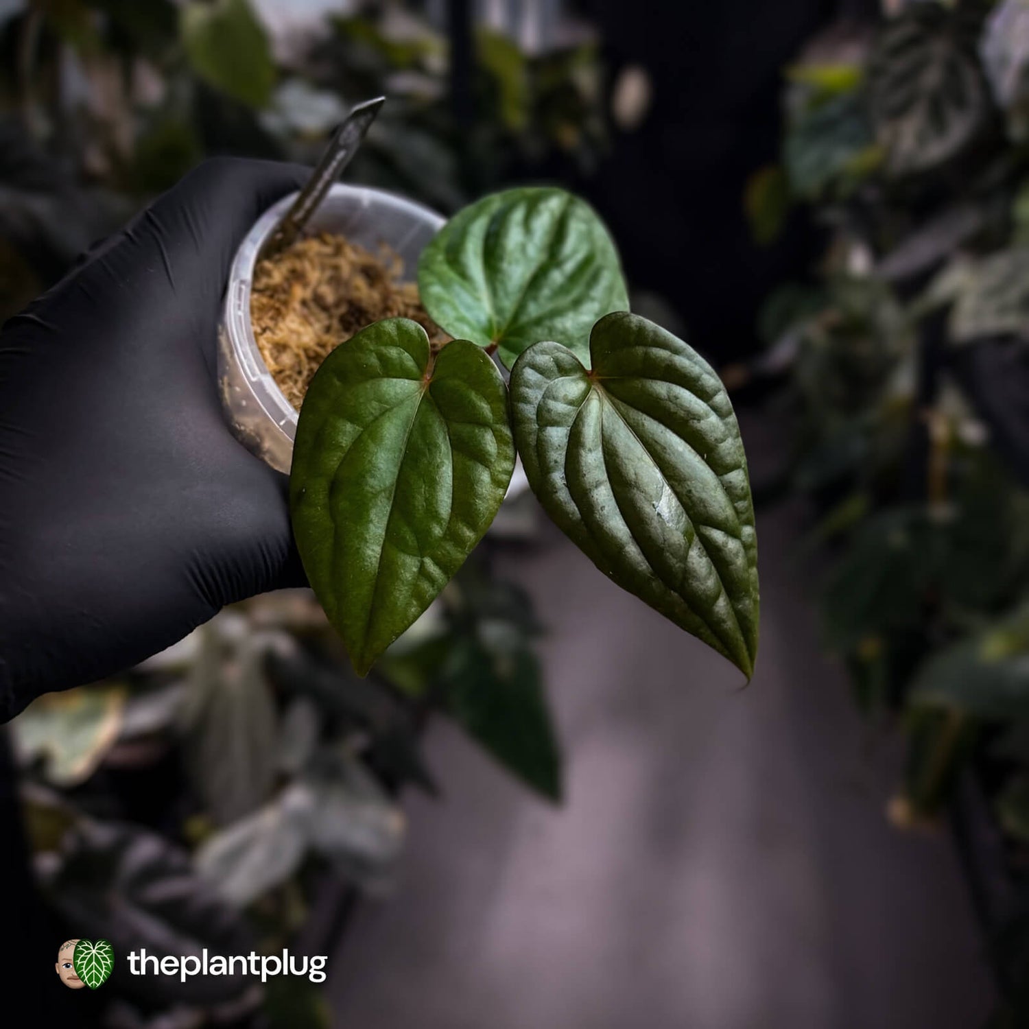 Anthurium 'RVDP' x luxurians 😍